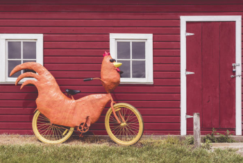 Funny Chicken Bike Free Photo Funny Chicken Bike Free Photo