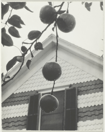 Gable and Apples (1922) by Alfred | Free Photo - rawpixel Gable and Apples (1922) by Alfred | Free Photo - rawpixel