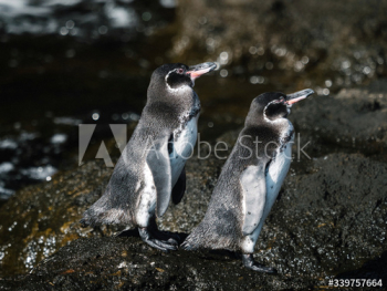 Gal√°pagos penguins