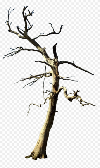 Galaxies - Free Dead Tree Png