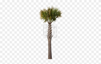 Gallery Of Sharp Palm Tree Parent Category Cutouts - Palm Trees