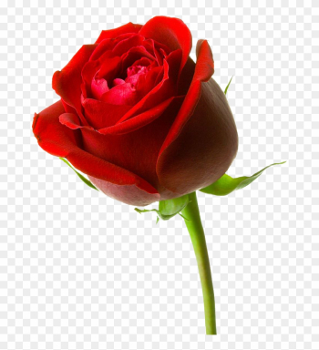 Gambar Bunga Mawar Merah Besar - Red Rose Hd 3d Gambar Bunga Mawar Merah Besar - Red Rose Hd 3d
