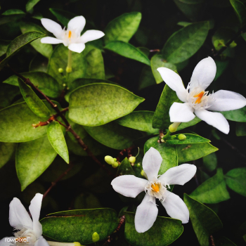 Garden attractive beautiful | Free stock photo - 68040 Garden attractive beautiful | Free stock photo - 68040