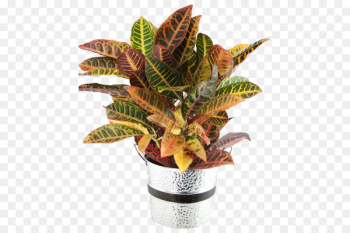 Garden croton Houseplant Leaf Plants - leaf Garden croton Houseplant Leaf Plants - leaf