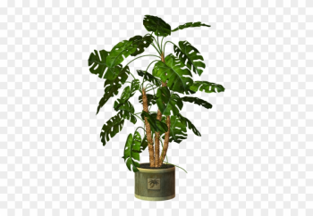 Garden Pot Plant - Potted Plants Png