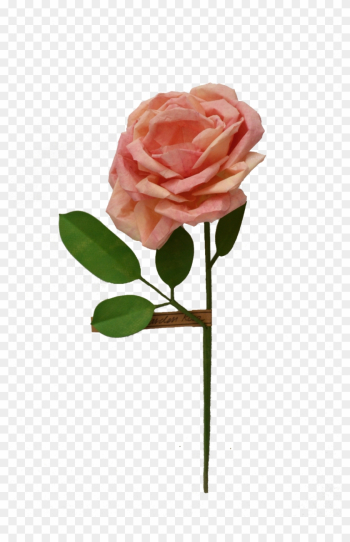 Garden Rose - Garden Roses Garden Rose - Garden Roses