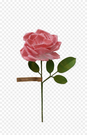 Garden Rose - Rose Garden Rose - Rose