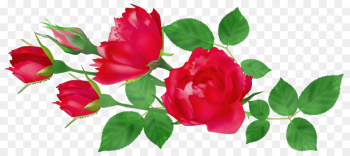 Garden roses Garden roses