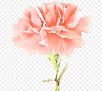 Garden roses Garden roses