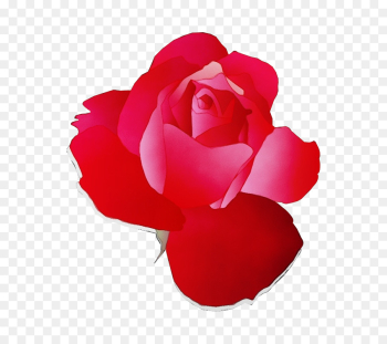 Garden roses Garden roses
