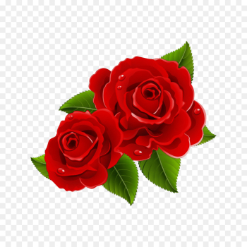 Garden roses Garden roses