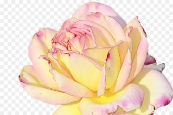 Garden roses Garden roses