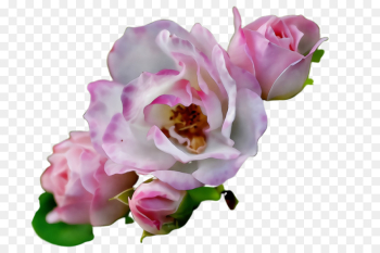 Garden roses Garden roses