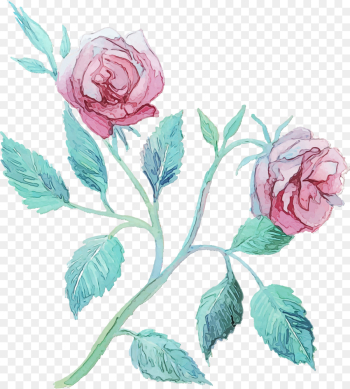 Garden roses Garden roses