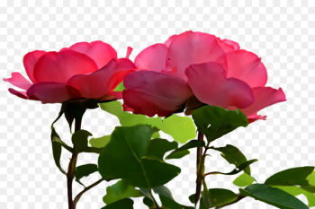 Garden roses Garden roses