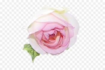 Garden roses Garden roses