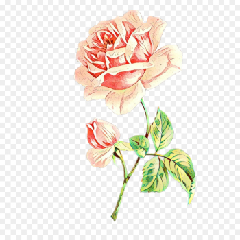 Garden roses Garden roses
