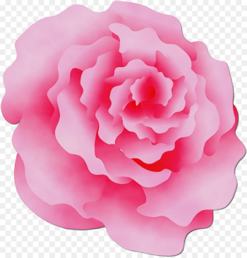 Garden roses Garden roses
