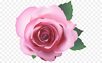 Garden roses Garden roses