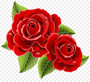 Garden roses Garden roses