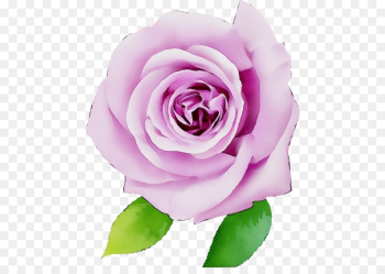 Garden roses Garden roses