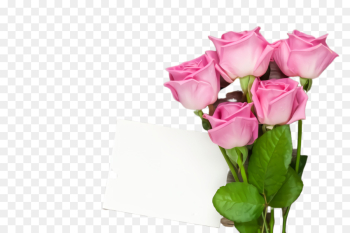 Garden roses Garden roses