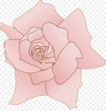 Garden roses Garden roses