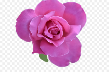 Garden roses Garden roses