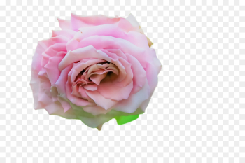 Garden roses Garden roses