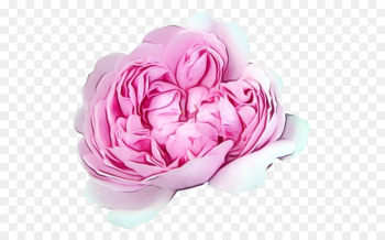 Garden roses Garden roses