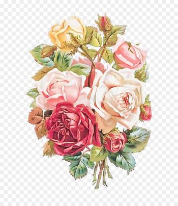 Garden roses Garden roses