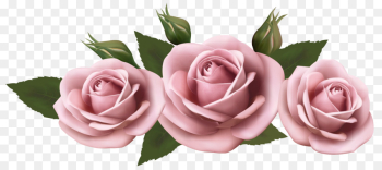 Garden roses Garden roses