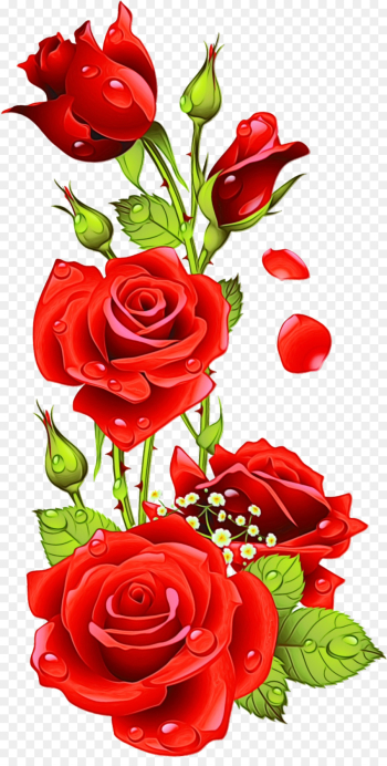 Garden roses Garden roses