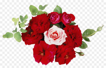 Garden roses Garden roses