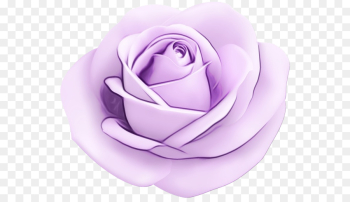 Garden roses Garden roses