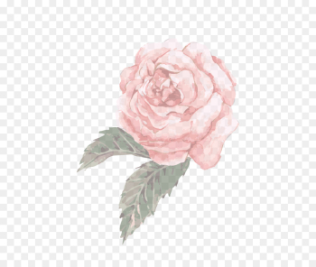 Garden roses Garden roses