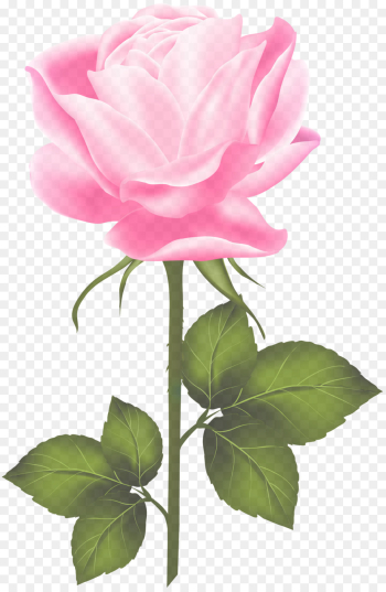 Garden roses Garden roses