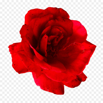 Garden roses Garden roses