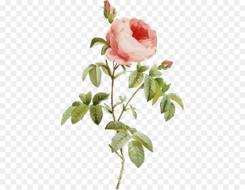 Garden roses Garden roses