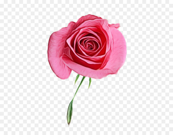 Garden roses Garden roses