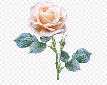 Garden roses Garden roses