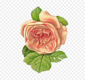 Garden roses Garden roses