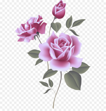 Garden roses Garden roses