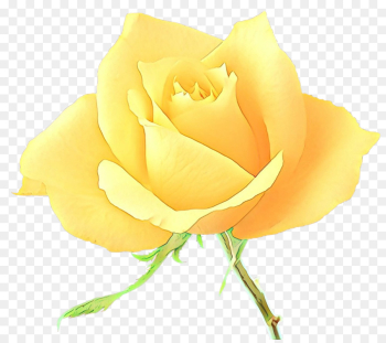 Garden roses Garden roses