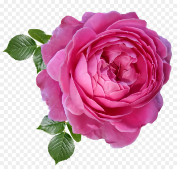 Garden roses Garden roses