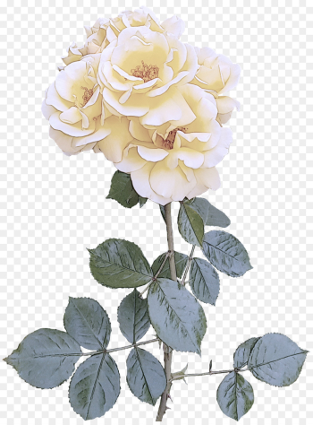 Garden roses Garden roses