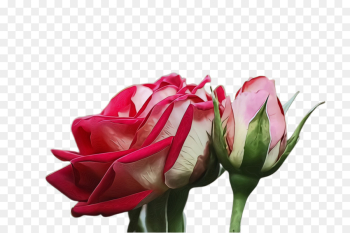 Garden roses Garden roses