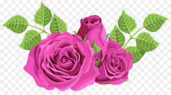 Garden roses Garden roses