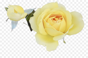 Garden roses Garden roses
