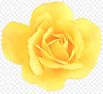 Garden roses Garden roses